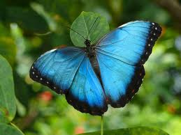 Blue butterfly on leafy background